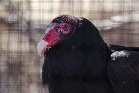 Turkey Vulture - Connecticut's Beardsley Zoo