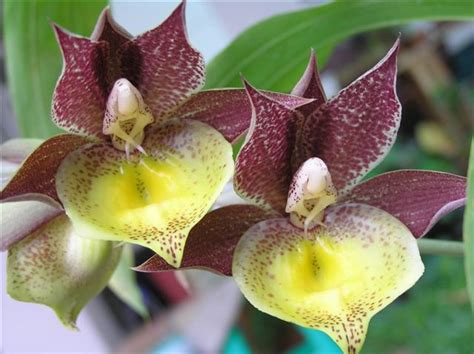 Catasetum hybrid (CTS9)