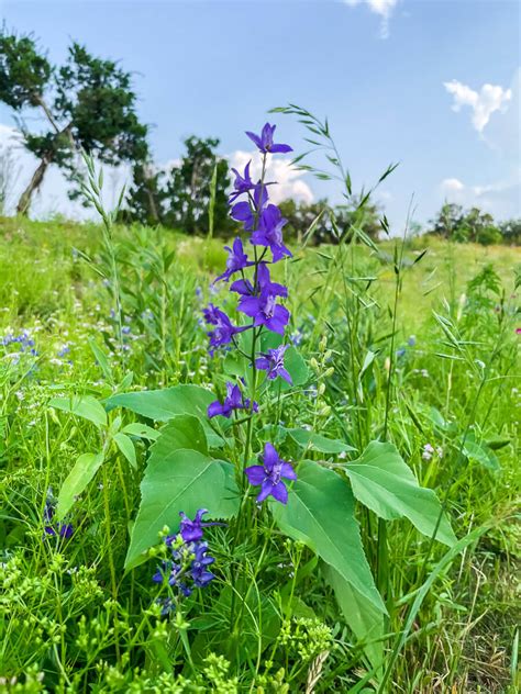 Beautiful Flower Farms in Texas for Flower Picking (2024) - VERY TRULY ...