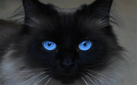 Beautiful Blue Eyes - Cats Wallpaper (16233668) - Fanpop