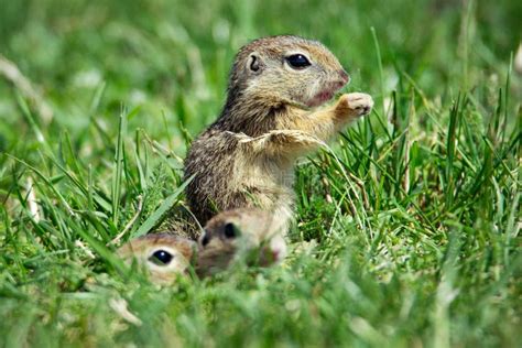 Ground Squirrel In Natural Habitat Stock Image - Image of mammal ...