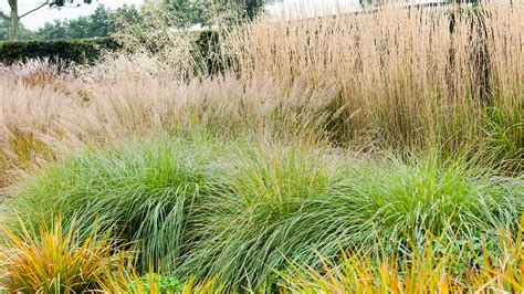 A Guide to Gardening with Ornamental Grasses | The Tree Center™