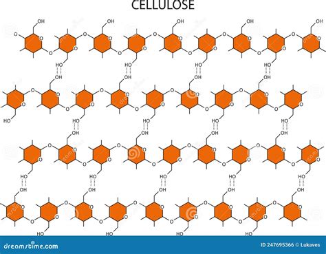 Cellulose stock vector. Illustration of education, carbohydrate - 247695366