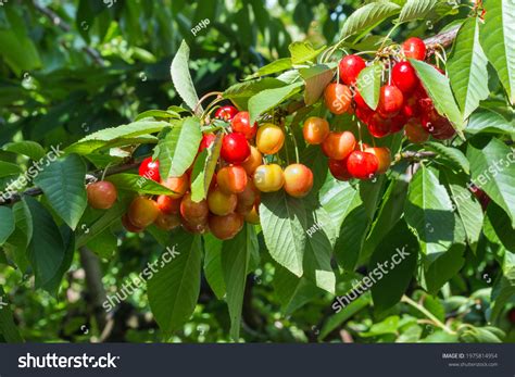 1,774 Rainier cherry Images, Stock Photos & Vectors | Shutterstock