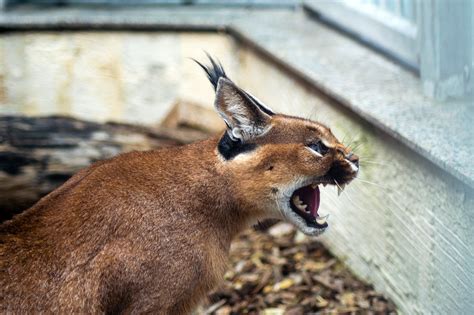 5+ Free Caracal猫 & Lynx Images - Pixabay