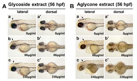 Molecules | Free Full-Text | Velutin, an Aglycone Extracted from Korean ...