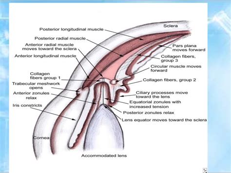 Anatomy of uvea