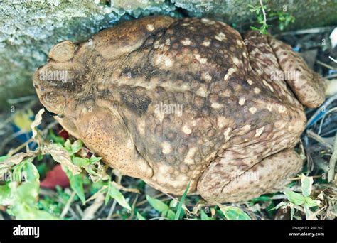 Back of cane toad frog. Big fat rainforest frog Stock Photo - Alamy