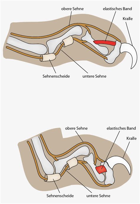 Cat Nail Anatomy