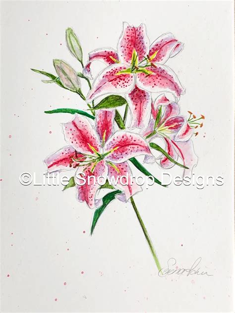 Watercolour painting of a stargazer lily | Lilies drawing, Art drawings ...