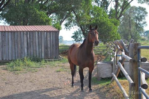 Beautiful photos of Montana Horses ranches | BOOMSbeat