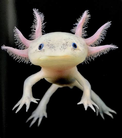 I see your cute animals and give you a real life pokemon the Axolotl ...