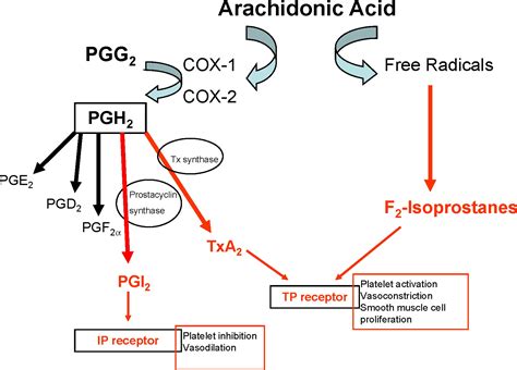 Prostanoid and isoprostanoid pathways in atherogenesis - Atherosclerosis