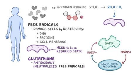 Glucose-6-phosphate dehydrogenase (G6PD) deficiency | Osmosis