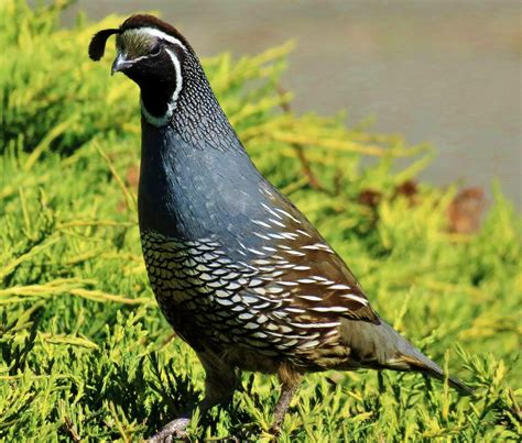 Male California Quail. : r/birds