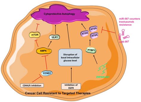 Autophagy and Breast Cancer: Connected in Growth, Progression, and ...