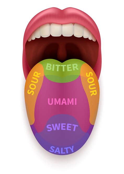 Diagram Of Tongue