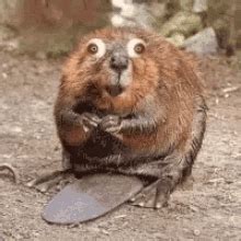 Funny Beaver GIFs | Tenor