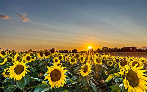 Landscape photography of sunflower field during golden hour HD ...