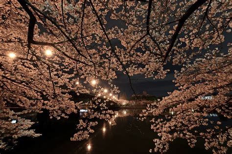 Yozakura: The Night Sakura in Japan | Kyuhoshi