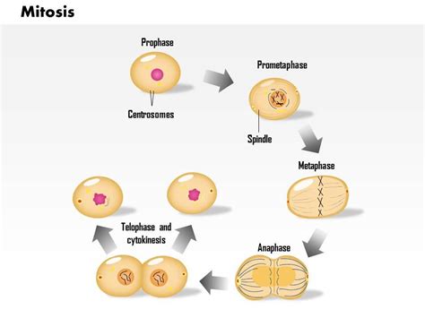 0814 Mitosis Cell Division Medical Images For PowerPoint | PowerPoint ...