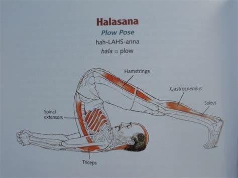 halasana | Tumblr | Yoga anatomy, Yoga inversions, Crossfit chicks