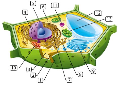 Animal Cell Cross Section Labeled - Blajewka