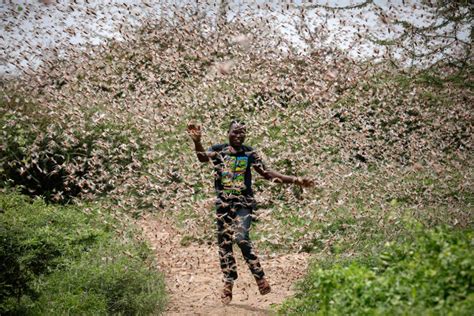 In Pictures: Desert locusts swarm parts of East Africa | Gallery | Al ...