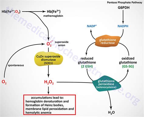 The Pentose Phosphate Pathway - The Medical Biochemistry Page