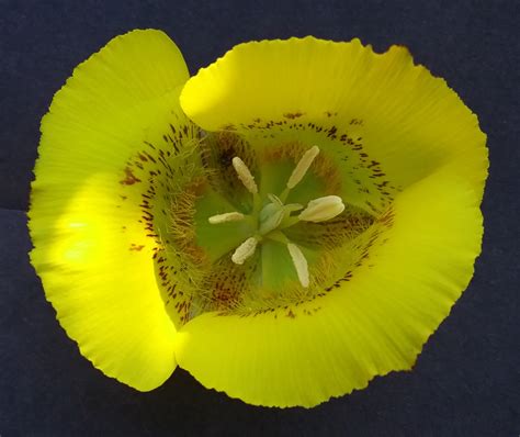 Calochortus luteus - Linda Vista Native Plants