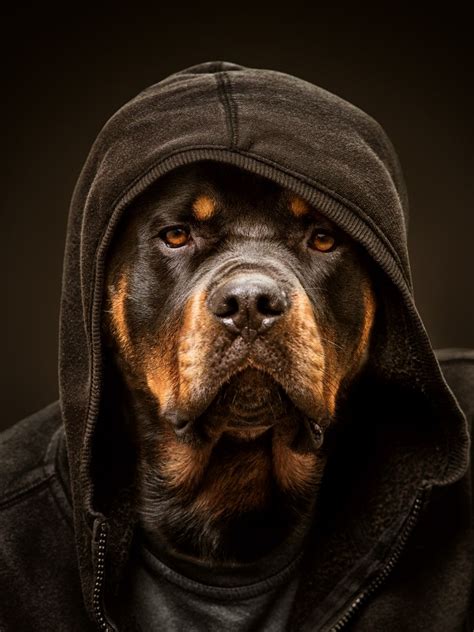 Rottweiler Wallpapers - 4k, HD Rottweiler Backgrounds on WallpaperBat