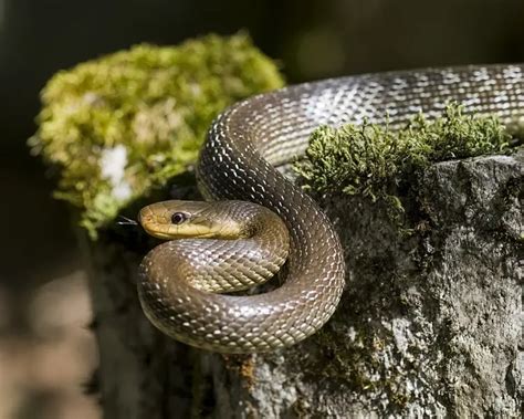 Aesculapian Snake - Facts, Diet, Habitat & Pictures on Animalia.bio