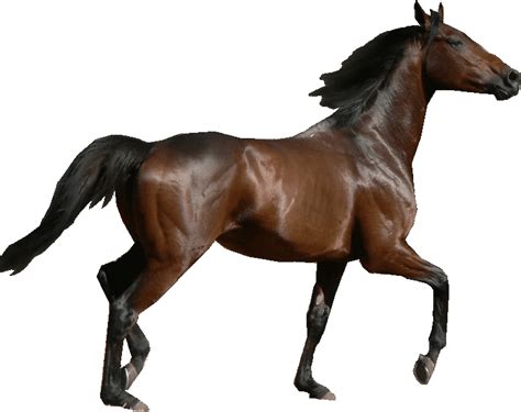 Foto Cavalo Png Image Png Horse Png Cavalo Png | Porn Sex Picture