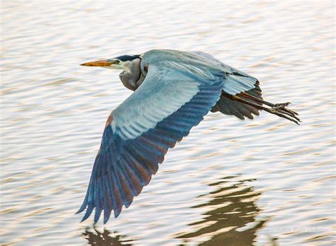 Great Blue Heron Taking Flight Photograph by Brian Tada - Fine Art America