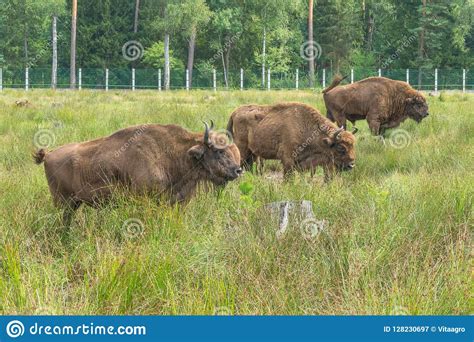 European Bisons IBison Bonasus N Its Natural Habitat. Stock Image ...