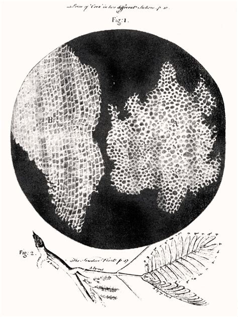 Cell structure of cork by Hooke | Robert hooke, Cell biology, Pictures ...