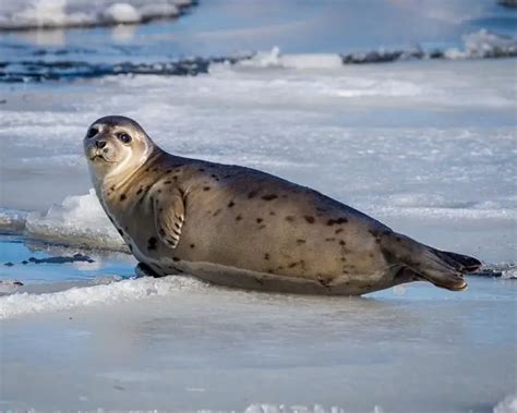 Harp Seal - Facts, Diet, Habitat & Pictures on Animalia.bio