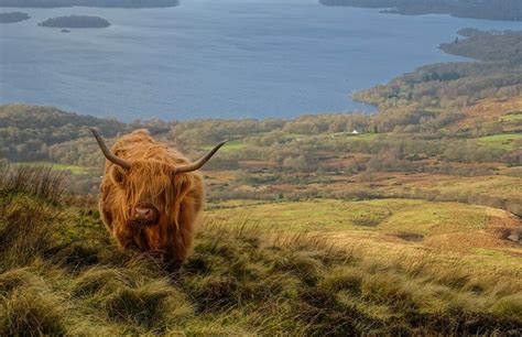 Scottish Wildlife: Animal Species Situated in Scotland - Arbtech