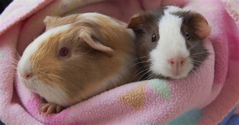 Baby guinea pigs ready for adoption.