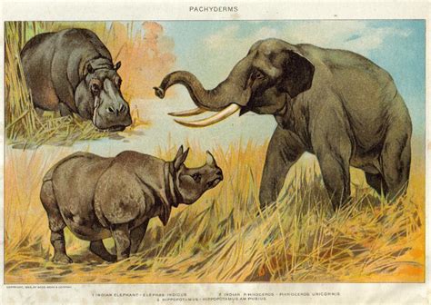 Indian elephant (Elephas maximus indicus), Indian rhinoceros ...