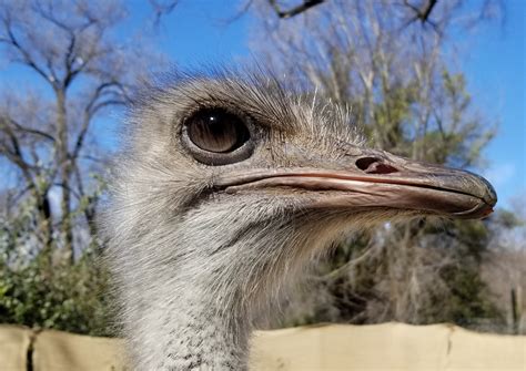 How Fast Is an Ostrich? And More Fun Facts | Smithsonian's National Zoo ...