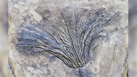 The world’s oldest ‘fossil forest’ has just been discovered in New York ...