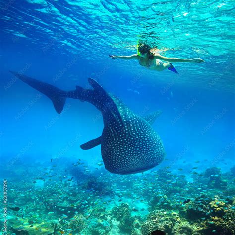 Snorkeling with whale shark. Stock Photo | Adobe Stock