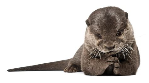 Otter 1080P, 2K, 4K, 5K HD wallpapers free download | Wallpaper Flare