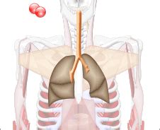 Pumping, Beating Heart, Breathing Lungs And Organ Animations