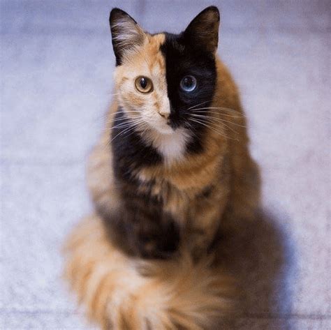 Gorgeous two faced odd eyed cat : cats