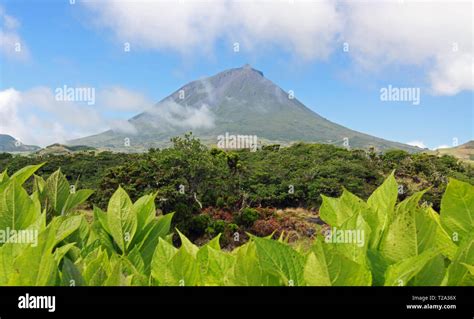 Volcano Mount Pico at Pico island, Azores with Hydrangea leafs in front ...