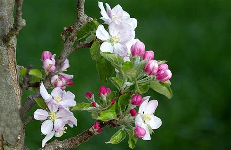 Apple, Tree, Blossom - Free images on Pixabay