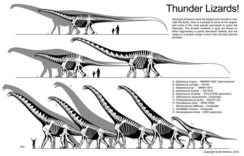 The biggest of the bigDr. Scott Hartman's Skeletal Drawing.com