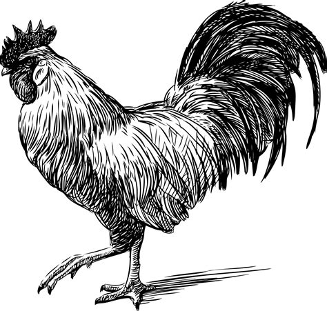 Farm Illustration Or Engrave Clipart Chicken Rooster Printable Graphic ...